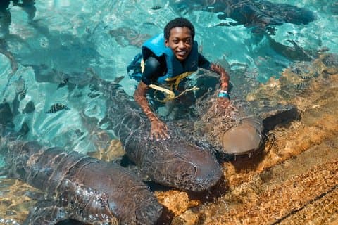 Private Schweine-, Hai-, Schildkröten- und Stachelrochenabenteuertour in Nassau