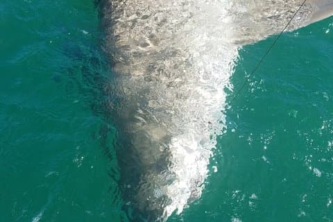6 Personen Key West Angelcharter mit Nice Guy Charters