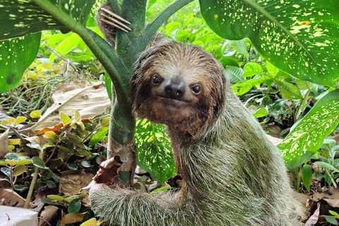 Sloth & Wildlife Tour a La Fortuna (piccoli gruppi, Guida Esperta)