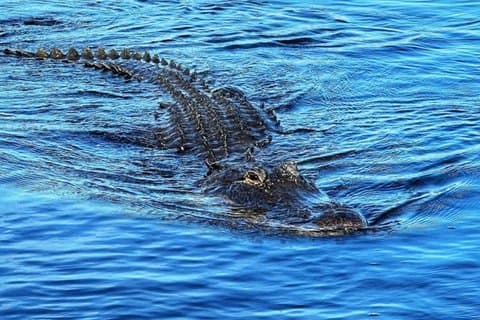 Visite des Everglades en petit groupe au départ de Miami avec transport