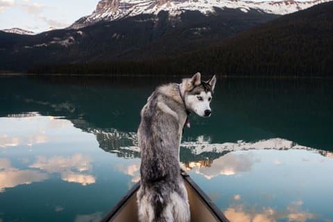 Excursión al Parque Nacional Banff desde Calgary/Canmore/Banff - 12 Scenic Stp