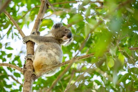 Kangaroos, Koalas & Tamborine Mountain Tour from Gold Coast