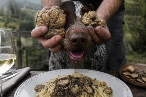 Truffle Hunt and Gourmet Lunch in Trattoria with Truffle