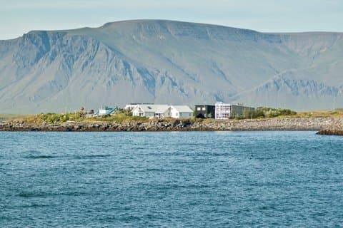 Private Landtour : Walbeobachtung mit bestem Preis-Leistungs-Verhältnis ab Reykjavik