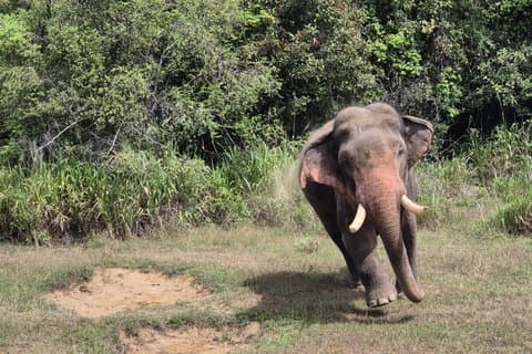 Tusker olifant jeep safari met Wal Aliya