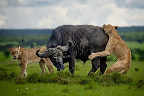 3 días Tanzania Big Five se une al grupo Safari