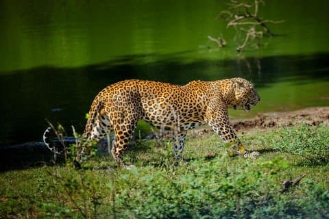 Yala Safari Private Tour From Ahungalla
