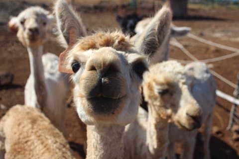 Maui Dragonfruit Farm Alpaca Tour med havsutsikt