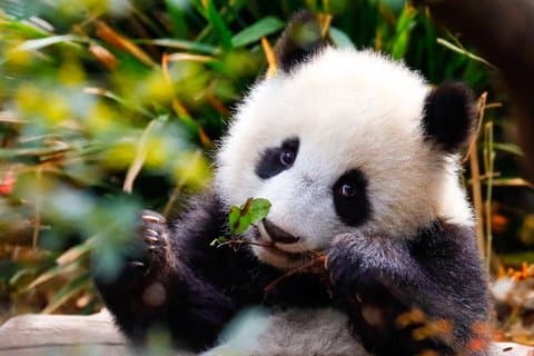 Chengdu tilpasset privat guide og hjælpe dagstur