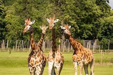 Privat Giraffe Centre upplevelse i Nairobi