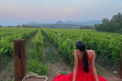 Sardinia: Vineyard Walk & 3-Wine Tasting with Local Food Pairing