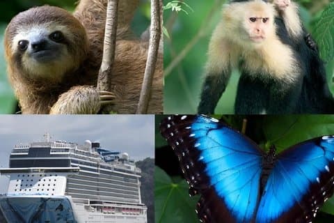 Wildlife boat tour Panama Canal Sloth Sanctuary Butterfly Garden
