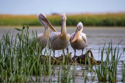 Private Danube Delta Day Trip from Bucharest