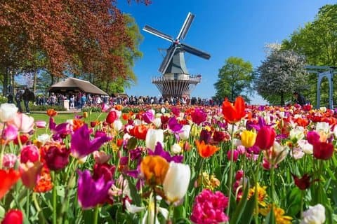 Privat CUS tur: Kinderdijk/ Rotterdam/Hague (engelsk/粤语/中文)