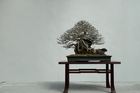 Bonsai Ajisawa Masterpiece Garden and Workshop