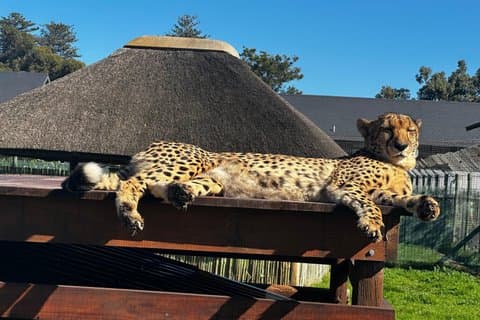 Cape Town cheetah ontmoeting en wijntesttour