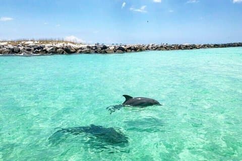 Dolphin Tours in Panama a Sightseeing and Snorkeling Adventure