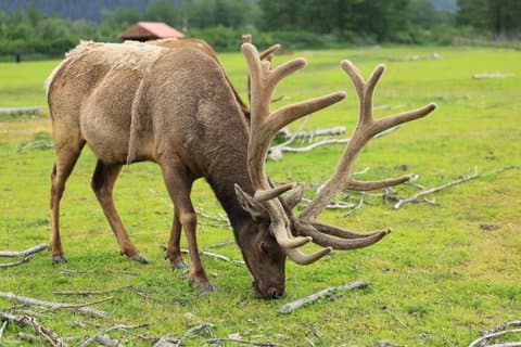 Anchorage to Seward Scenic Tour Wildlife and Glacier Adventure