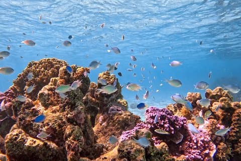 Passeio de barco + mergulho com snorkel em uma lagoa cristalina - Mobydick Tahiti