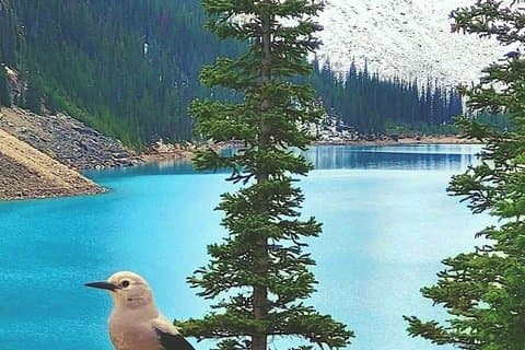 Eksklusiv VIP 1/2 dagers tur til Lake Louise og Moraine Lake