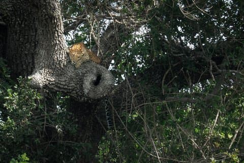 Private Wildlife Safari in Yala National Park Half Day Tour
