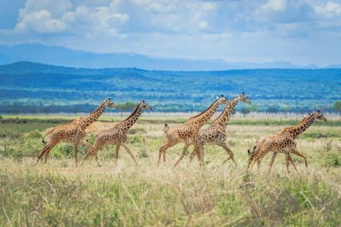 3 Dagen Mikumi Nationaal Park Safari vanuit Dar es Salaam
