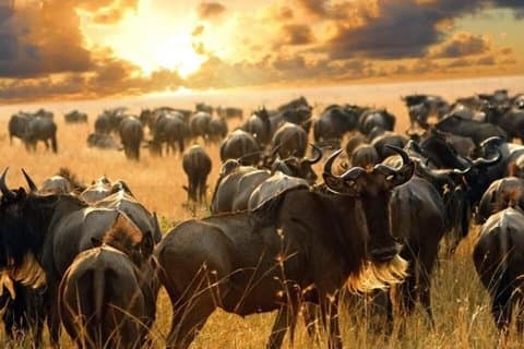 Safari di gruppo di 7 giorni in Kenya in 4WD da Nairobi