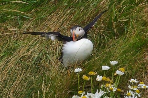 Sørligste Shetland Halvdagstur fra Lerwick