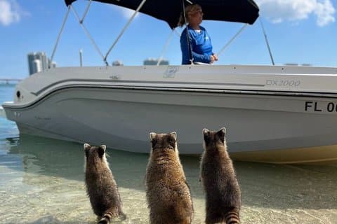 Miami båttur til Raccoon Island og Sandbar (Private 2 / 4 timer)