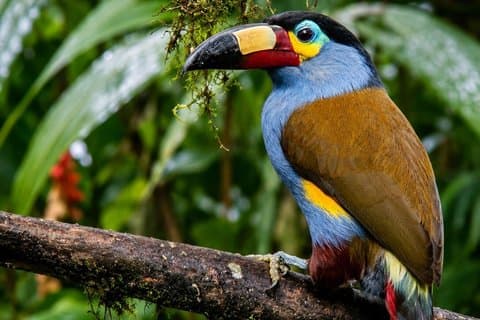 Mindo Nebelwald Vogel- und Fotografietour