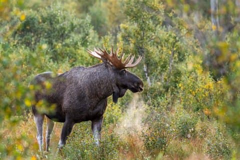 Year Round Moose Safari