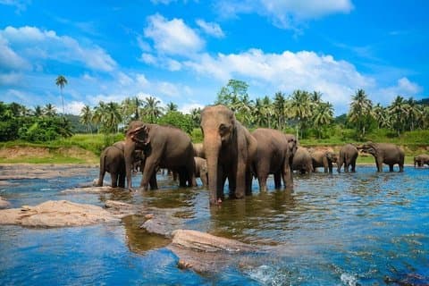 Kandy dagstur fra Colombo