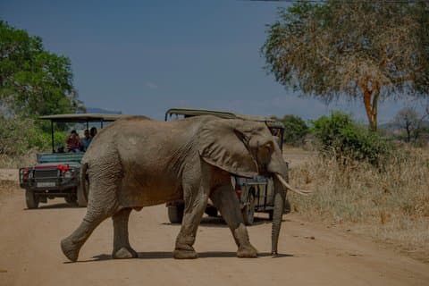 2 - Dagtocht Mikumi Nationaal Park Safari vanuit Dar es Salaam per SGR Trein