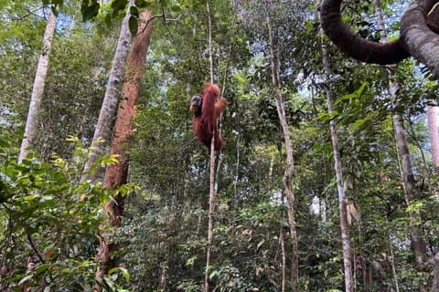 Orang-oetan Trekking in Bukit Lawang