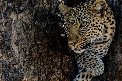 14-Day Coast to Savannah Southern Tanzania Safari