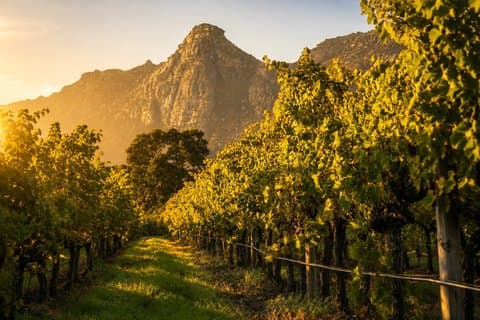Kapstadt : Kirstenbosch, Groot Constantia & Steenberg Wine Estate