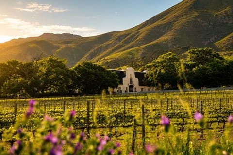 Kaapstad : Constantia Winelands
