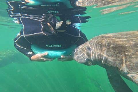 3時間マナティースイム-小グループ、無料写真付き！