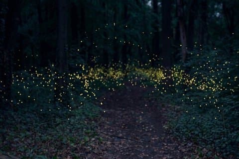 From Puebla: Firefly Sanctuary Tour + Local Dinner
