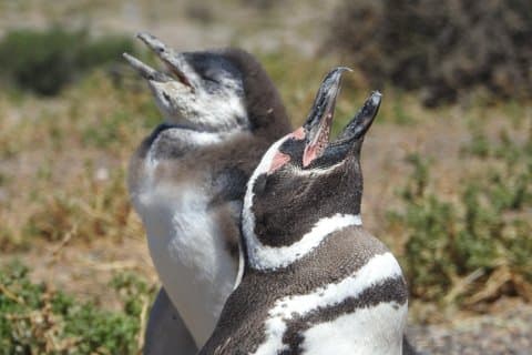 Private Punta Tombo Tour for Cruise Passengers (Up to 4)