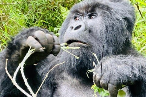 3 dias Uganda gorila e macaco de ouro trekking aventura