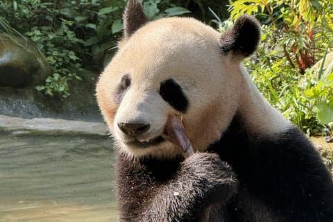 Private Day Tour of Giant Pandas and Kuanzhai Alley with Transfer