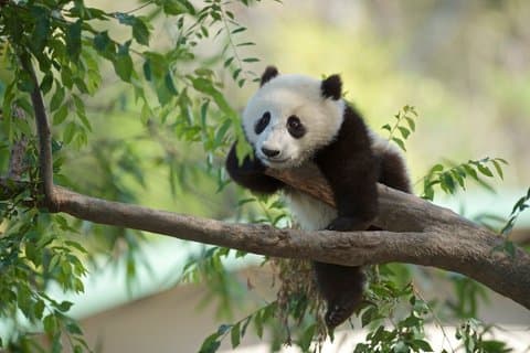 Group Half Day Tour: Panda House and Summer Palace