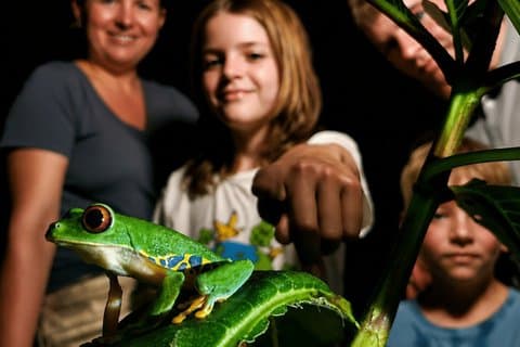 Paseo nocturno por la selva de Cahuita – Experiencia de vida silvestre nocturna