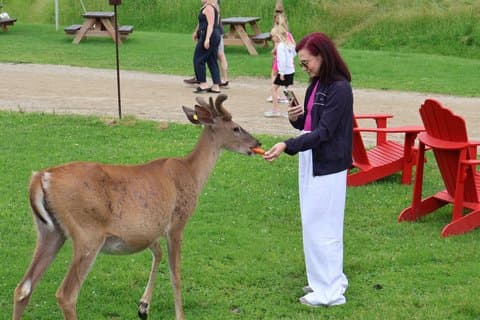 Montreal: Omega Park Canadian Wildlife Safari Adventure
