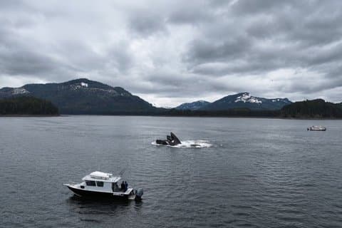 Exclusive Whale Watching