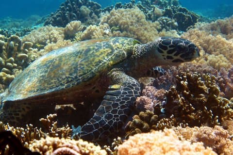 Snorkeling at a Marine Sanctuary Daytrip from Manila