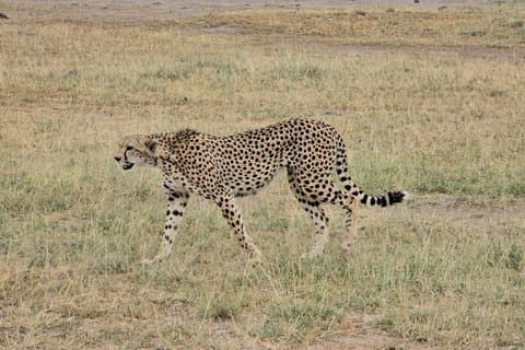 8 días de aventura en Kenia Amboseli Naivasha Nakuru Masai Mara Tour