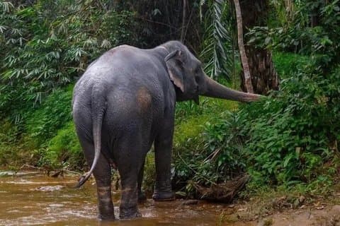 Sanctuaire d'éléphants de Khao Lak, taraudage en caoutchouc et cuisine à la noix de coco