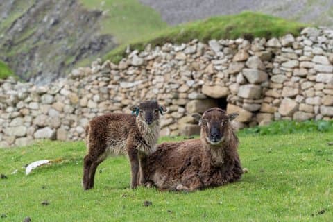 Restauranter i nærheten av Shetland Sheepdogs & Native Breeds Private Shore Tour